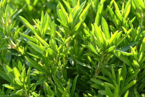 Summer savory (Satureja hortensis), also garden savory, true savory, pepperwort, family of the