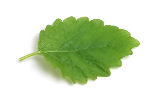 Lemon balm (Melissa officinalis) or melissa, family of the labiates, the foliage leaves, Melissae