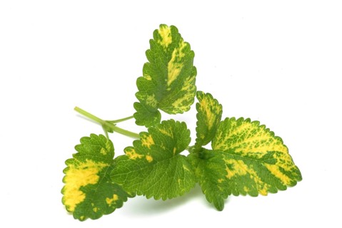 Yellow lemon balm (Melissa officinalis) or melissa, family of the labiates, the foliage leaves,