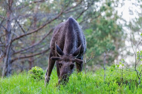 Eurasian elk (Alces alces), Dovrefjell–Sunndalsfjella National Park, Norway, Europe