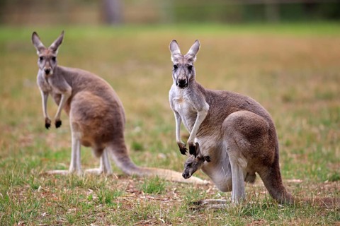 Eastern giant grey kangaroos, female with young in pouch, Wilson Promontory National Park, eastern