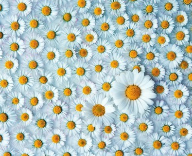 Marguerite and , Common daisy, Thousand