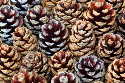 Scots pine ( Pinus sylvestris) pine, cone, Cairngorms National Park, Scotland, United Kingdom,