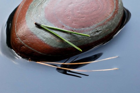 Pine needles and stone in water, Pine
