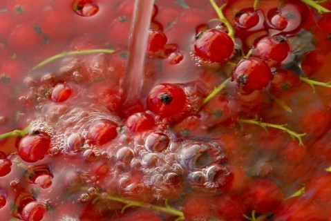 Redcurrants (Ribes rubrum) wash in water