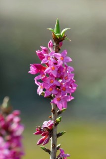 Red daphne (Daphne mezereum)