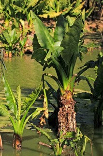 Elephant Ear, Magadascar (Alocasia)