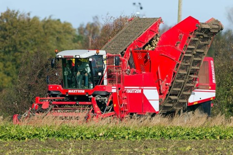 Sugar beet harvesting, sugar beet, harvester, harvester, Sealand, Denmark, Europe