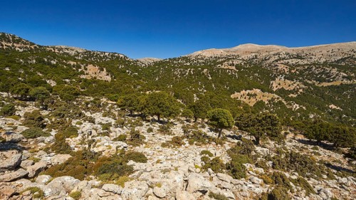 Lassithi, Katharo, Machia, trees, mountains, cloudless blue sky, East Crete, island of Crete,