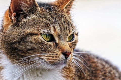 Brown tabby felidae (Felis silvestris catus), resting, looking into the distance, close-up, head,