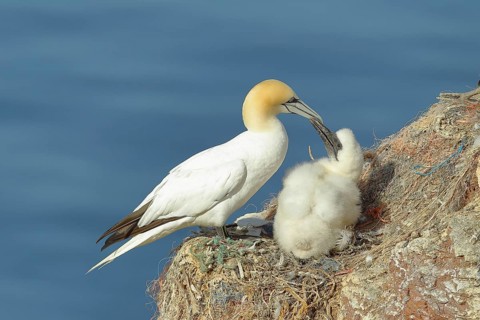 Northern gannet (Morus bassanus), adult feeding the young at the nest, Lummenfelsen, Helgoland