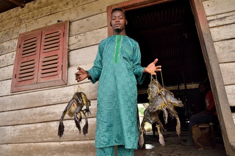 Frog catcher with live Goliath frogs (Conraua goliath), largest frog in the world, Kolla in