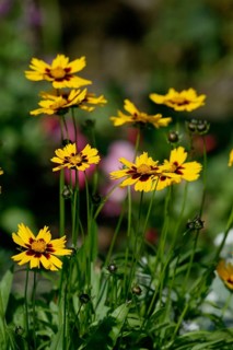 Tick Seed, tickseed (Coreopsis), Flowers, Garden Plants (Compositae), Headed Flowering Plants,