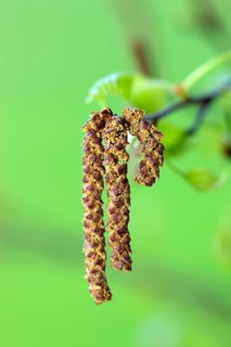 Alder (Alnus glutinosa), Germany, Europe