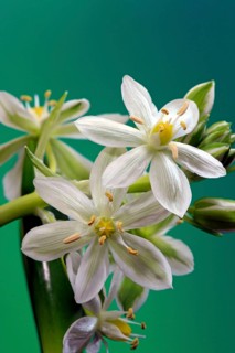 Early Scilla (Scilla tubergeniana), White Squill (Scilla mischtschenkoana)