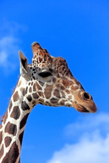 Reticulated Giraffe (Giraffa camelopardalis reticulata)