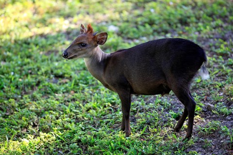Black Duiker (Cephalophus niger), male, side
