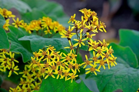 Velvet gundel, California (Senecio petasitis), USA, North America