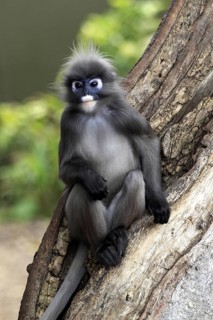 Dusky Leaf Monkey (Trachypithecus obscurus), male (Presbytis obscurus)