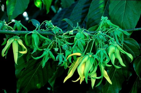 Alangilang tree, Madagascar (Cananga odorata)