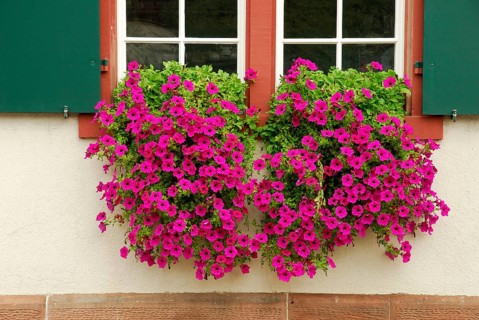 Window with petunias (Petunia hybrid)