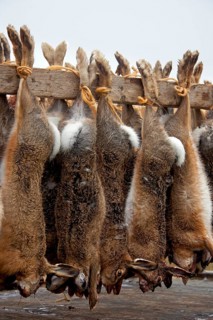 Dead european hare (Lepus europaeus), killed by hunters during a hunting party, ready for transport