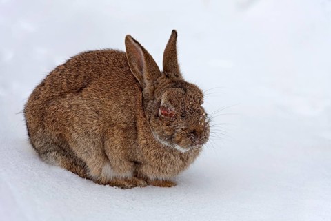 European rabbit (Oryctolagus cuniculus) in snow in winter, infected with myxomatosis disease with