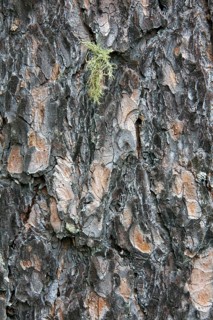 Scots pine, Scots pine (Pinus sylvestris) bark close-up, scots pine, Scots pine, scots pine, scots