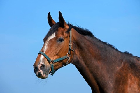 Holstein domestic horse (Equus caballus) close-up, Germany, Europe