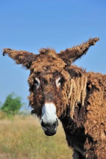 Poitou donkey, purebred, domestic animals, ungulates, farm animals, odd-toed ungulates, mammals,