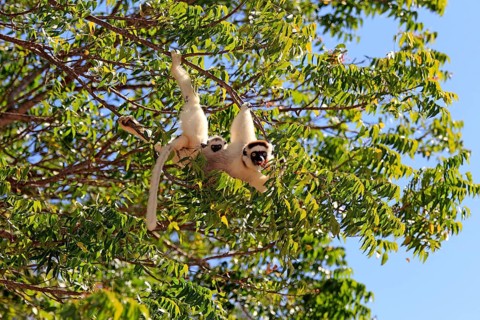 Verreaux's sifakas (Propithecus verreauxi), female and juvenile, Berenty Reserve, Madagascar,