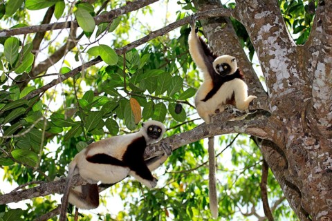 Coquerel's Sifakas (Propithecus verreauxi coquereli), Madagascar, Africa