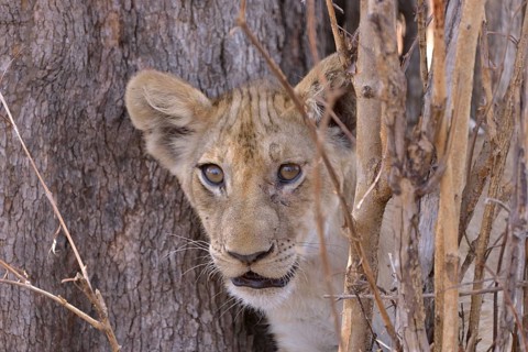 Young lion (Panthera leo) in a bush, Nsefu sector, South Luangwa National Park, Zambia, Africa