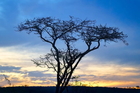 Savannah Landscape with trees at dusk, Kwazulu Natal Province, South Africa, Africa