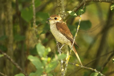 Red-backed Shrike (Lanius collurio) Female sitting in bushes, Allgäu, Bavaria, Germany, Europe