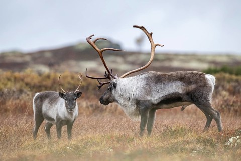 Wild mountain reindeer (Rangifer tarandus tarandus), bull courting female, in autumn tundra,