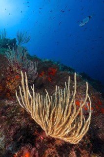 White gorgonian (Eunicella singularis) and common two-banded seabream (Diplodus vulgaris) in the