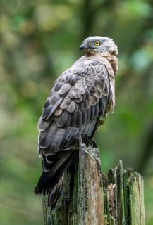 European honey buzzard (Pernis apivorus), captive, Bavaria, Germany, Europe