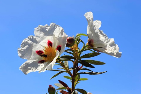 Lacquer cistus, Cistus ladanifer, Andalusia, Spain, Europe