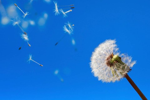Dandelionfruit cloud, , , Flying seeds
