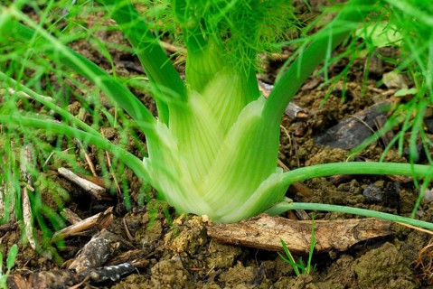 Tuber fennel 'Perfection' (Foeniculum vulgare ssp. vulgare var. azoricum) , fennel