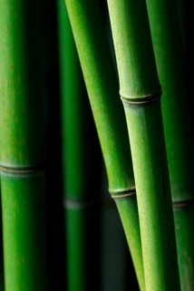 Bamboo