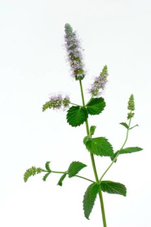 Real Peppermint ( Mentha x piperita)