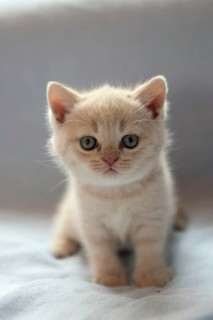 British Shorthair Cat, Kitten, British Shorthair, BKH