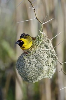 African Masked Weaver (Ploceus velatus), male, on nest, South Africa, Africa