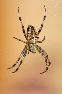 Garden cross spider in web, North Rhine-Westphalia, Germany, Europe