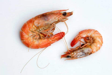 Australian flagellate shrimp (Penaeus plebejus), Australian prawn