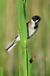 Reed bunting (Emberiza schoeniclus) with prey, male, Texel, Netherlands