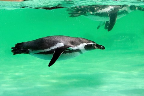 Humboldt's Penguin (Spheniscus humboldti)