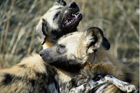 African Hunting Dogs (Lycaon pictus) nische Wildhunde, Hyänenhundn Wild Dog